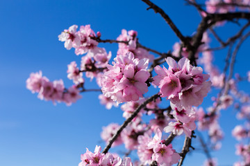 Spring blossom background. Beautiful nature scene with blooming tree on sunny day. Spring flowers. Beautiful orchard in Springtime. Abstract blurred background.