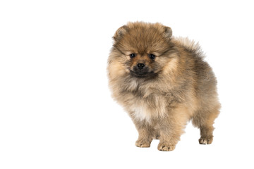 Obraz premium Small Pomeranian puppy standing isolated on a white background