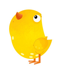 cartoon scene with chicken on white background - illustration for children