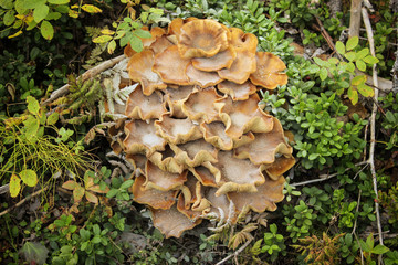 Fototapeta premium Mushrooms on stump. Mushrooms in the autumn forest. Amanita