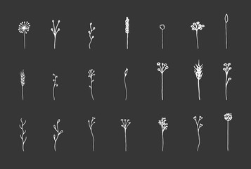 Isolated white hand-drawn herbal set on black chalk board