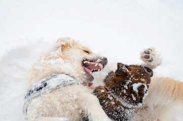 The Golden retriever. Dogs play with each other. Walking outdoors in the winter.  How to protect your pet from hypothermia. 