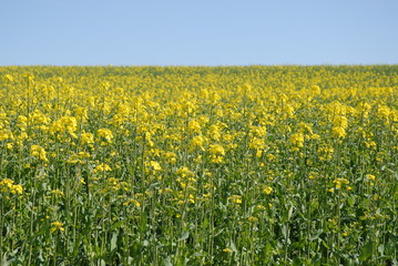 Naklejka premium yellow field of oilseed rape in flower