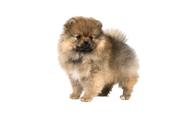 Fototapeta na wymiar Small Pomeranian puppy standing isolated on a white background