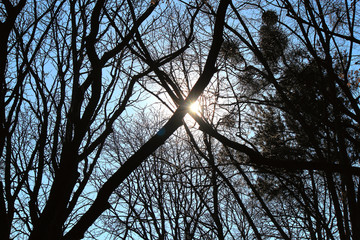midday sun in the spring forest