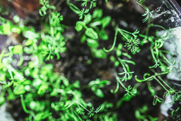 growing sprouts of plants of vegetables at home in the spring.