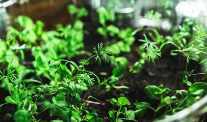 growing sprouts of plants of vegetables at home in the spring.