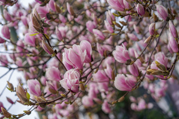 magnolia