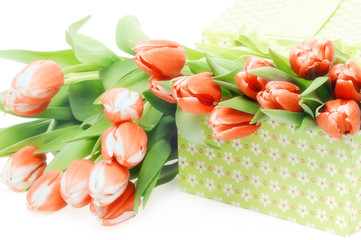 spring tulips and gift box on white background