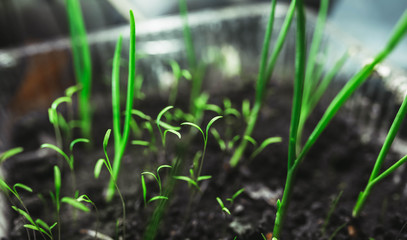 Growing onion sprouts, vegetables at home. Planting seeds in the spring.