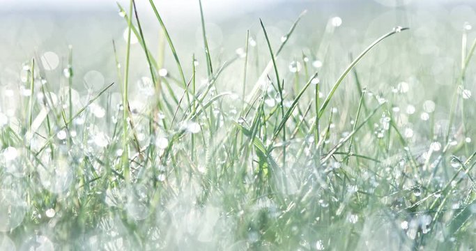Sunny and shine morning dew on grass. Spring background.
