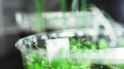 sprouts vegetable seeds in a container at home. growing plants.