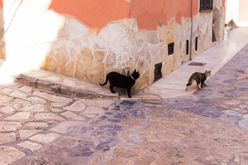 A big black cat walks along the walls of an old house with a stone base in a cozy street in Spain.