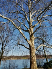 Baum am Rheinufer
