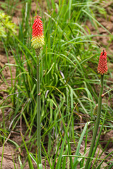 Kniphofia uvaria also known as tritomea, torch lily, or red hot poker flower in garden