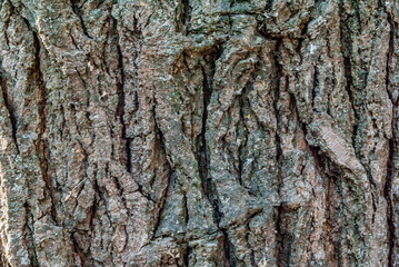 bark, tree, wood, texture, nature, brown, pattern, trunk, old, abstract, rough, textured, plant, forest, natural, closeup, oak, backgrounds, surface, wooden, close-up, detail, macro, material, pine