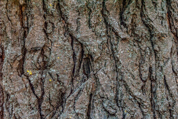 bark, tree, wood, texture, nature, brown, pattern, trunk, old, abstract, rough, textured, plant, forest, natural, closeup, oak, backgrounds, surface, wooden, close-up, detail, macro, material, pine