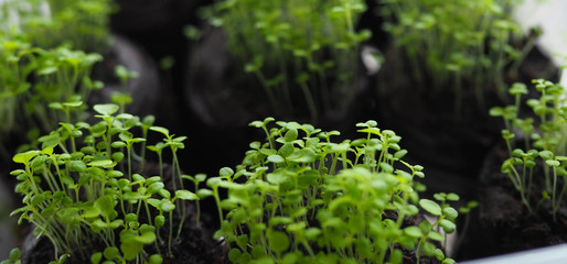 small green fresh seedlings in the tray. spring garden work