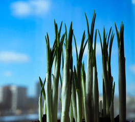 Obraz premium sprouts of Crocus flowers against the blue sky
