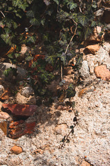 edera su vecchio muro