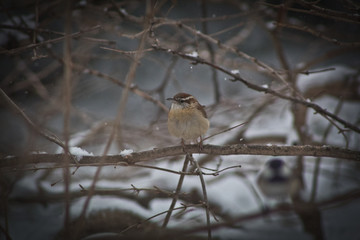sparrow on branch