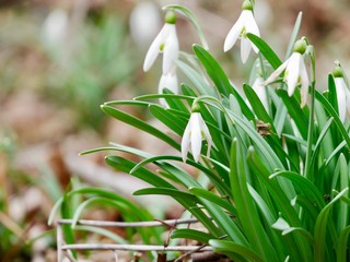 Schneeglöckchen im Frühling 