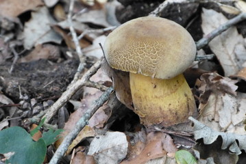 champignon