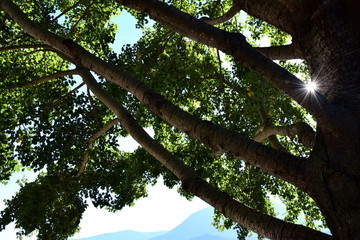 Sonne scheint durch die &Auml;ste eines Laubbaumes