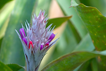 Purple Aechmea flower
