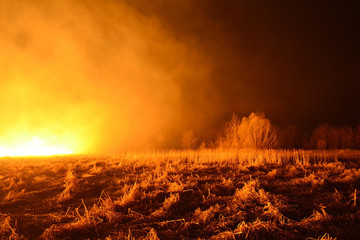 Forest fire spreading through the trees and field at night. Dreadful view of burning old forest by uncontrolled fire - obrazy, fototapety, plakaty