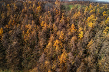 Fototapeta premium 秋の北海道