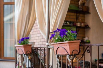 Flowers in hanging pots on the porch of the house.