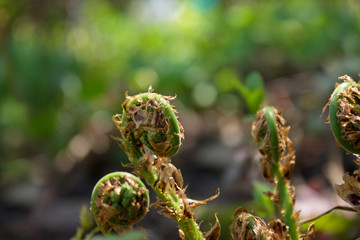 Growing fern in early morning sun.