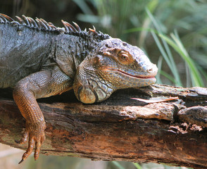Iguana relaxing in the sun. Iguazu Falls, Brazil.