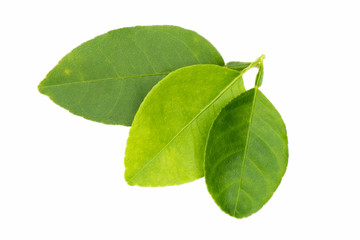 Leaf of kaffir lime on white background, Bergamot leaf