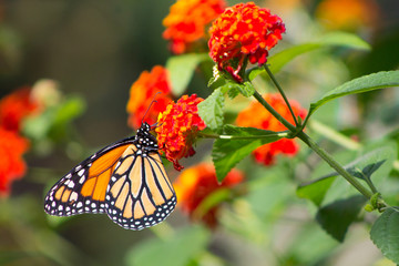 Viceroy butterfly on orange flower