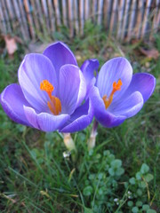 Crocus Purple