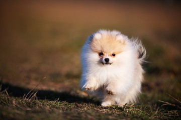 Fototapeta premium Pomeranian puppy running in grass field
