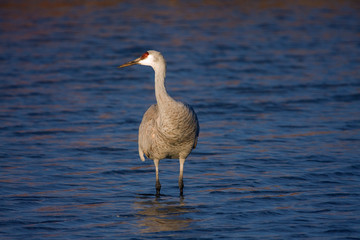 Sandhill Crane at the Bosque Del Apache National Wildlife Refuge