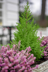 Obraz premium flowers in the garden
