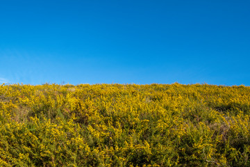 Giesta no céu azul