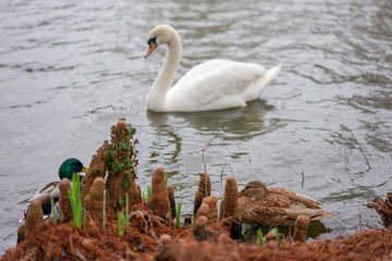 swan on the lake
