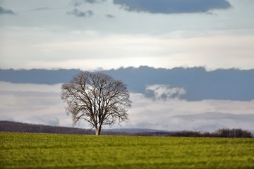 Tree on a field