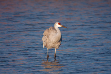 Sandhill Crane at the Bosque Del Apache National Wildlife Refuge