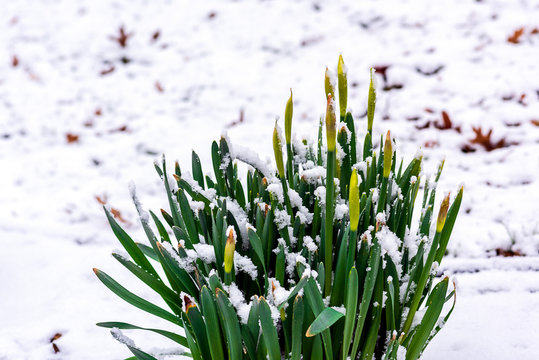 Winter snow on daffodils waiting to bloom.