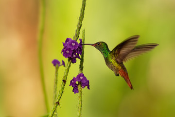 Rufous-tailed Hummingbird - Amazilia tzacatl medium-sized hummingbird on colorful background