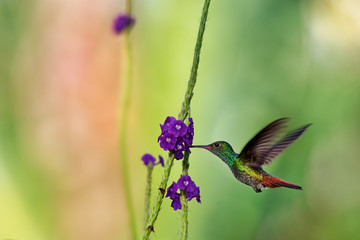 Rufous-tailed Hummingbird - Amazilia tzacatl medium-sized hummingbird on colorful background