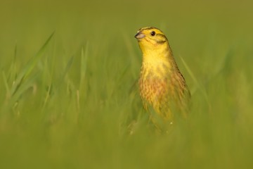 Yellowhammer - Emberiza citrinella  passerine bird in the bunting family that is native to Eurasia and has been introduced to New Zealand and Australia