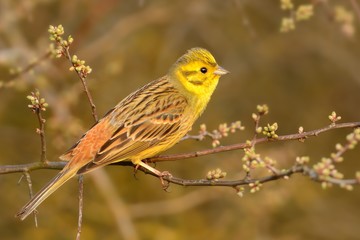 Yellowhammer - Emberiza citrinella  passerine bird in the bunting family that is native to Eurasia and has been introduced to New Zealand and Australia