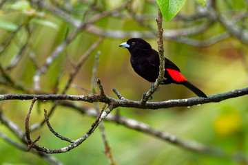 Scarlet-rumped Tanager - Ramphocelus passerinii medium-sized passerine bird. This tanager is a resident breeder in the Caribbean lowlands